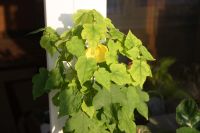 Лот: 4224755. Фото: 2. Абутилон Бэлла Желтый. Комнатные растения и уход