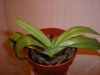 Лот: 1307532. Фото: 2. Paph. Moustache (Paph. philippinense... Комнатные растения и уход