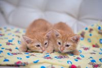 Лот: 5496298. Фото: 5. Отдам котят
