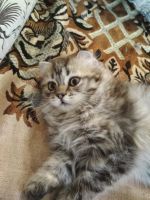 Лот: 11604509. Фото: 2. Котенок Шотландской вислоухой... Животные и уход
