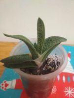 Лот: 19976410. Фото: 3. Гастерия пятнистая /Gasteria maculata. Растения и животные