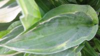Лот: 9764197. Фото: 5. хоста "Хэнки Пэнки" (hosta 'Hanky...