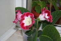 Лот: 4152909. Фото: 6. Глоксиния в горшке (цена - за...