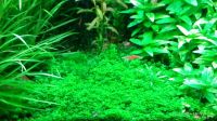 Лот: 10710652. Фото: 6. Хемиантус Куба (Hemianthus callitrichoides...