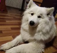 Лот: 13470985. Фото: 7. Щеночки Самоедской собаки