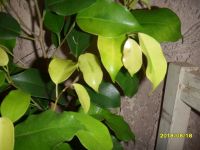 Лот: 11628776. Фото: 2. фикус Бенджамина "Yellow Gold... Комнатные растения и уход