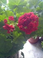 Лот: 11183959. Фото: 2. пеларгония красная розенбудная. Комнатные растения и уход