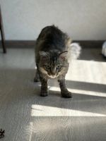 Лот: 23000724. Фото: 3. Кот Тихон. Растения и животные