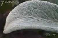 Лот: 2794521. Фото: 2. Стахис шерстистый овечьи ушки... Семена, рассада, садовые растения