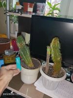 Лот: 25789524. Фото: 2. Кактус растение. Комнатные растения и уход