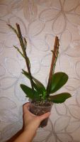 Лот: 3277423. Фото: 6. Орхидея (фаленопсис)