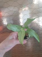 Лот: 20522969. Фото: 2. Сингониум нги лайме мутейшен. Комнатные растения и уход