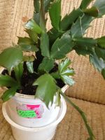 Лот: 5592011. Фото: 4. Декабрист (шлюмбергера ) красно-оранжевый... Красноярск