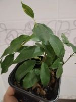 Лот: 25888987. Фото: 2. Фикус Бенджамин(малыш). Комнатные растения и уход