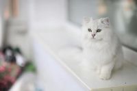 Лот: 10626100. Фото: 3. Британский длинношёрстный кот... Растения и животные