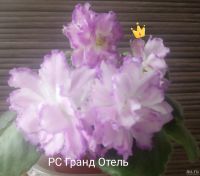 Лот: 16859063. Фото: 2. Фиалка ЛЕ Гранд Отель лист. Комнатные растения и уход