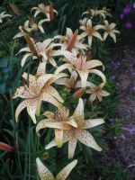 Лот: 4223068. Фото: 2. Лилия неприхотливая азиатка. Семена, рассада, садовые растения