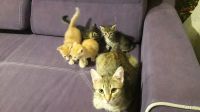 Лот: 13789222. Фото: 3. Котята. Растения и животные