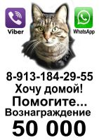Лот: 11343658. Фото: 4. Куплю кота. Красноярск