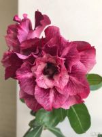 Лот: 17904478. Фото: 2. Адениум Cherry крупный. Комнатные растения и уход