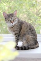 Лот: 16452706. Фото: 2. Сесиль. Животные и уход
