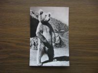 Лот: 19531521. Фото: 5. Набор открыток, фотооткрыток СССР...