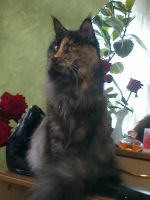 Лот: 5149793. Фото: 2. Котята мейн- кун. Животные и уход