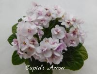 Лот: 4629993. Фото: 2. Мини фиалка сортовая Cupid's Arrow... Комнатные растения и уход