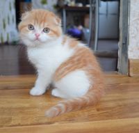 Лот: 3550959. Фото: 3. Очаровательный шотландский котик... Растения и животные