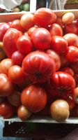 Лот: 10034604. Фото: 6. помидоры домашние, для еды и для...