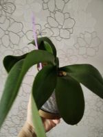 Лот: 25838117. Фото: 2. Орхидея фаленопсис отцвел. Комнатные растения и уход