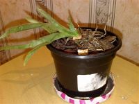 Лот: 1848224. Фото: 2. орхидея мильтония. Комнатные растения и уход