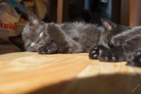 Лот: 3817237. Фото: 4. Британские котятки, с документами... Красноярск