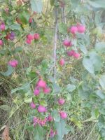 Лот: 18044097. Фото: 2. Яблочки. Продукты
