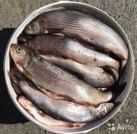 Лот: 14182158. Фото: 7. Хариус малосол (слабой соли) Свежий...