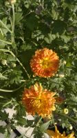 Лот: 5578603. Фото: 4. Хризантема "Дубок". Многолетник. Красноярск
