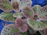 Лот: 7918053. Фото: 2. Эписция Aloha Mauna Loa. Комнатные растения и уход