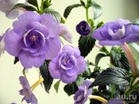 Лот: 13301487. Фото: 2. Ахименес Double Blue Rose. Комнатные растения и уход