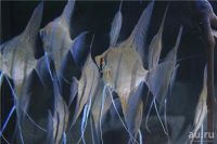 Лот: 16200368. Фото: 2. Альтум Перуанский (Pterophyllum... Аквариумистика