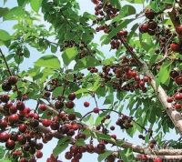 Лот: 7976949. Фото: 2. Вишня. очень вкусная под варенье... Продукты