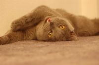 Лот: 3860472. Фото: 2. Британец. Животные и уход