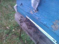 Лот: 6094854. Фото: 3. Мёд! АлтайскиЙ Мед! Урожай 2018... Красноярск