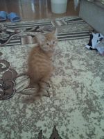 Лот: 7054765. Фото: 3. Рыжий котёнок. Растения и животные