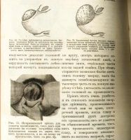 Лот: 20045026. Фото: 13. Н.С. Киселев. Краткий курс акушерства...