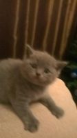 Лот: 4277236. Фото: 3. Британский котёнок 1 месяц девочка... Растения и животные