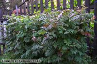 Лот: 21215065. Фото: 20. Озеленение, посадочный материал...