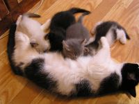 Лот: 7901152. Фото: 3. Котенок черный подросший уже. Растения и животные