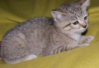 Лот: 654424. Фото: 2. шотландские прямоухие котята без... Животные и уход