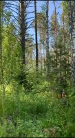 Лот: 25810324. Фото: 4. участок , село Овсянка улица Новосёлов-2... Красноярск
