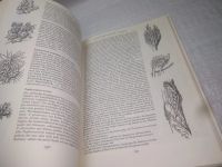 Лот: 25347053. Фото: 7. (2092322)Das praktische kakteenbuch...